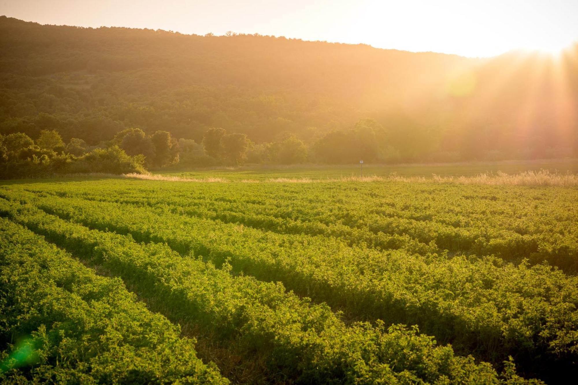 Tenuta Il Cicalino Масса-Мариттіма Екстер'єр фото